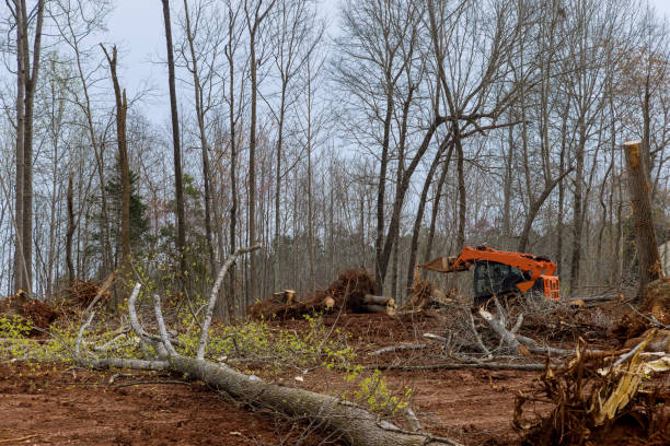 How Our Tree Care Process Works  in  Skippers Corner, NC